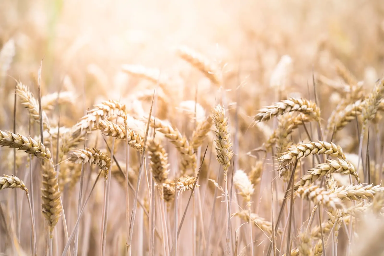 Gluten and Mental Health